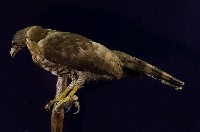 鳳頭蒼鷹藏品圖，第5張